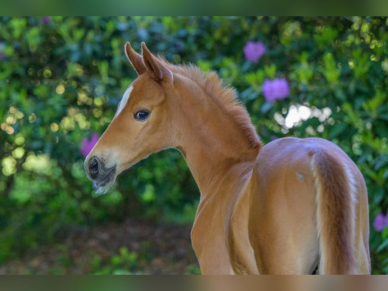 Westphalian Stallion  16 hh Chestnut-Red in Cappeln (Oldenburg)