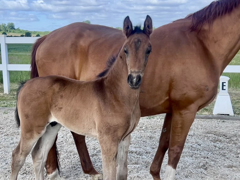 Westphalian Stallion  16,1 hh Brown in Recke