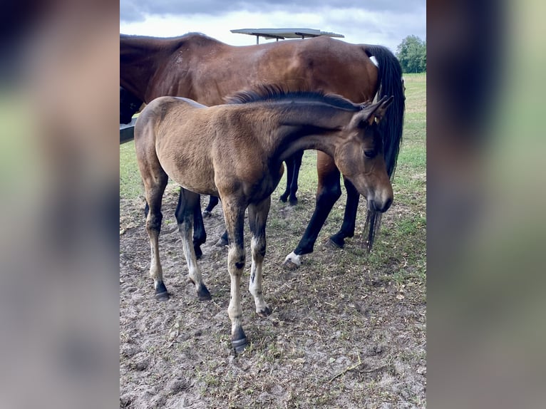 Westphalian Stallion  16,1 hh Brown in Recke