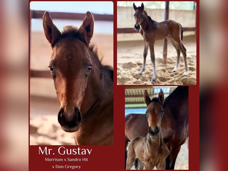 Westphalian Stallion  16,1 hh Brown in Warendorf