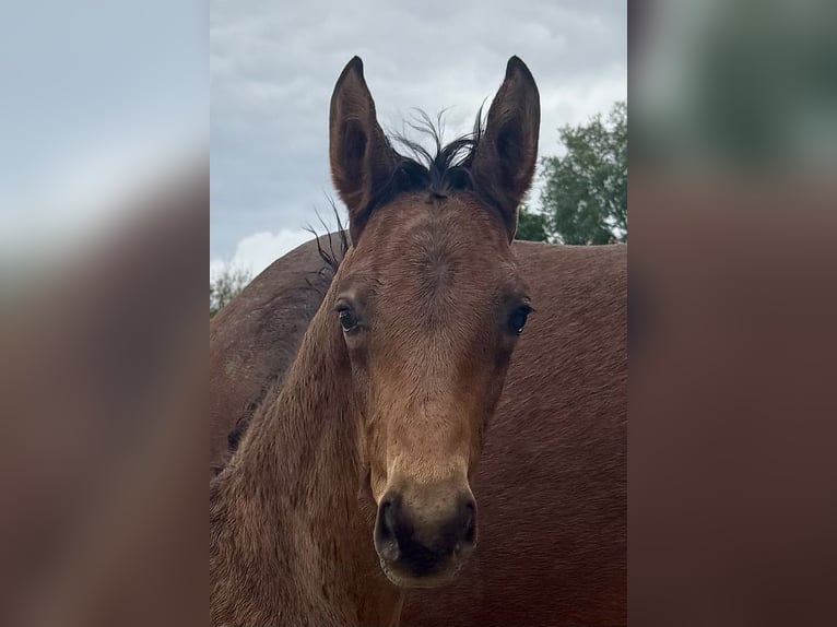 Westphalian Stallion  16,1 hh Brown in Warendorf