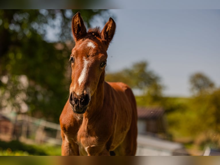 Westphalian Stallion  16,1 hh Brown in Beverungen