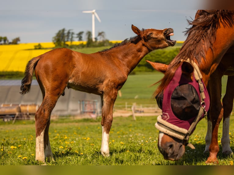 Westphalian Stallion  16,1 hh Brown in Beverungen