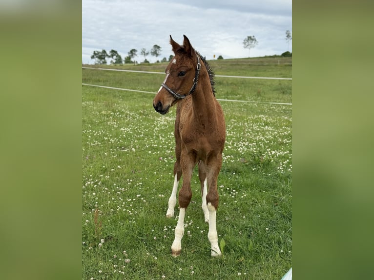 Westphalian Stallion  16,1 hh Brown in Beverungen