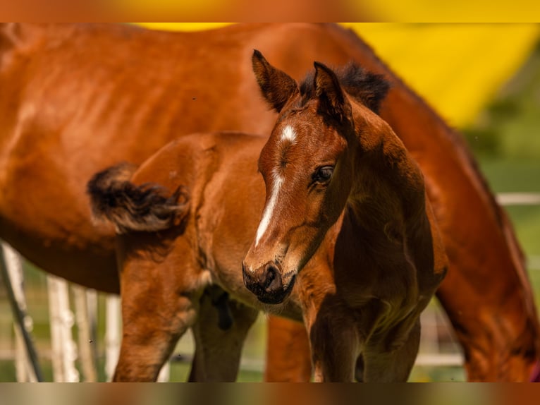 Westphalian Stallion  16,1 hh Brown in Beverungen