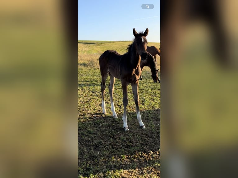 Westphalian Stallion Foal (04/2025) 16,1 hh Brown in Odenthal