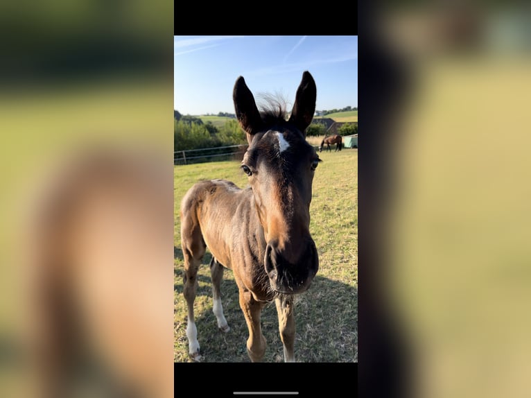 Westphalian Stallion Foal (04/2025) 16,1 hh Brown in Odenthal