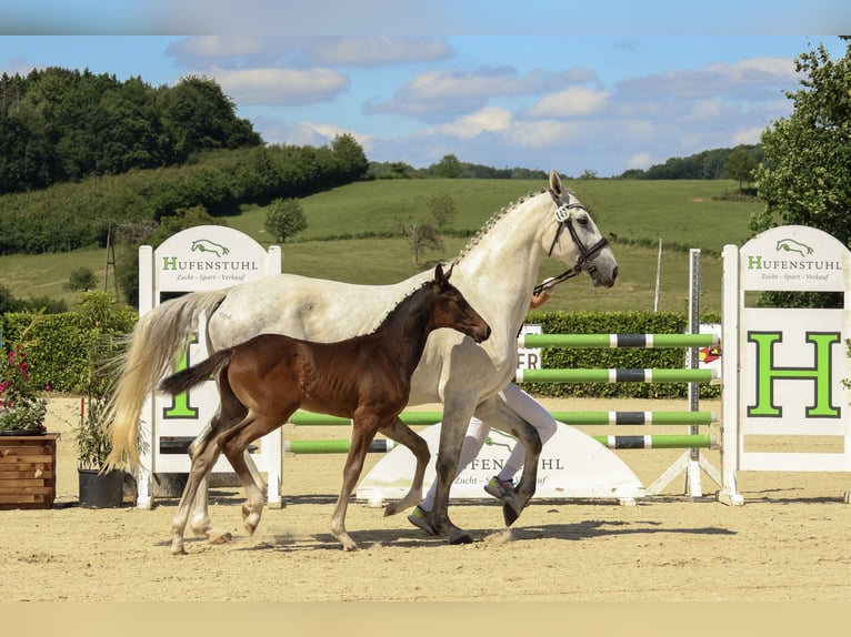 Westphalian Stallion Foal (04/2025) 16,1 hh Brown in Odenthal