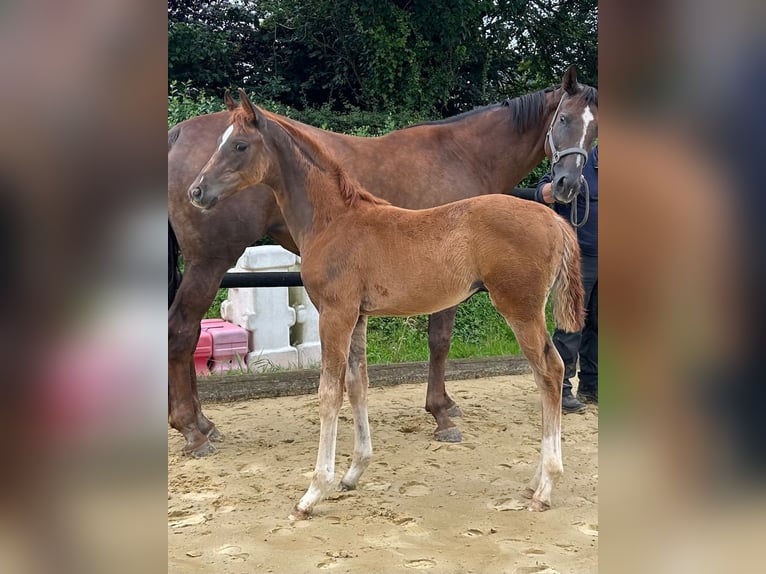 Westphalian Stallion Foal (05/2025) 16,1 hh Chestnut in Remscheid