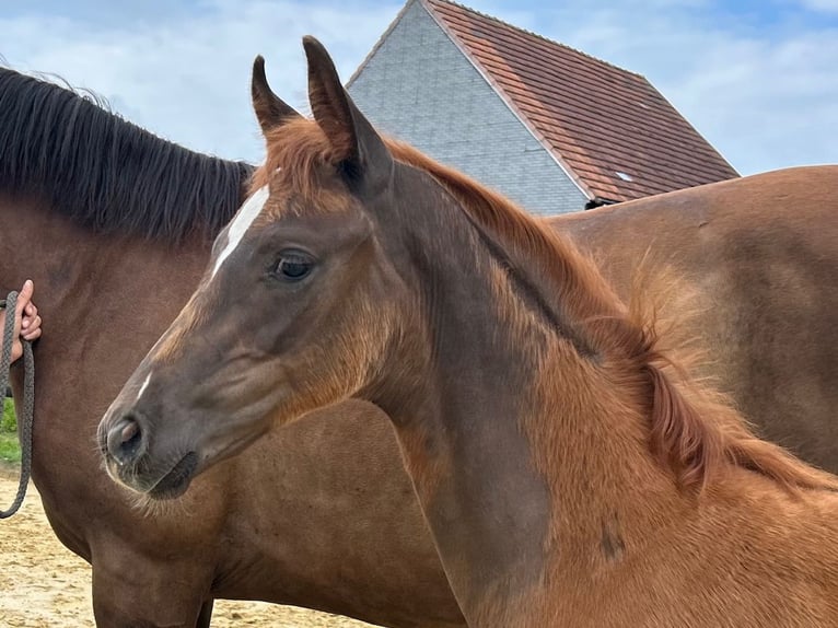 Westphalian Stallion Foal (05/2025) 16,1 hh Chestnut in Remscheid