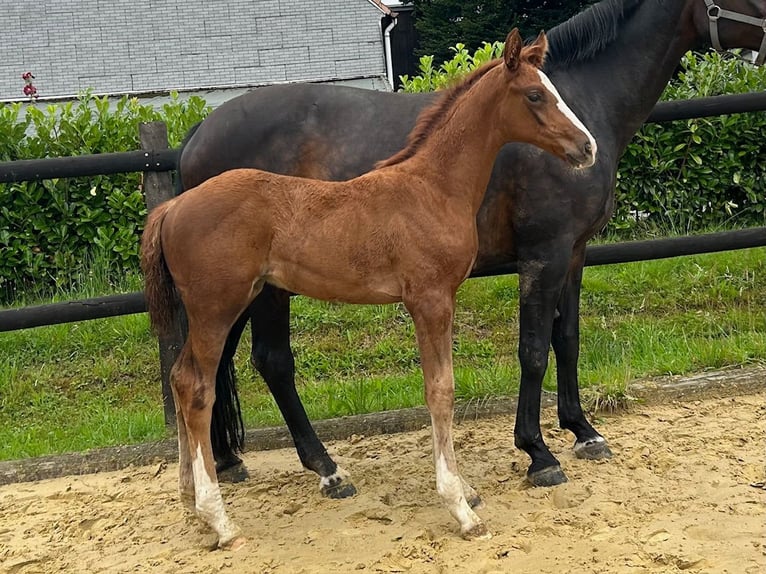 Westphalian Stallion Foal (05/2025) 16,1 hh Chestnut in Remscheid