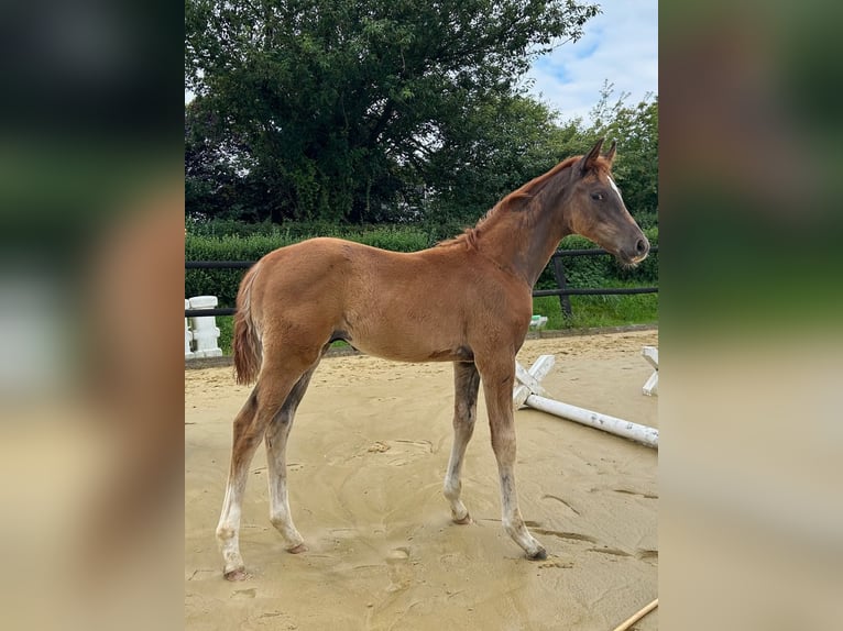 Westphalian Stallion Foal (05/2025) 16,1 hh Chestnut in Remscheid