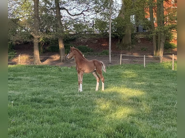 Westphalian Stallion  16,1 hh Chestnut-Red in Olfen