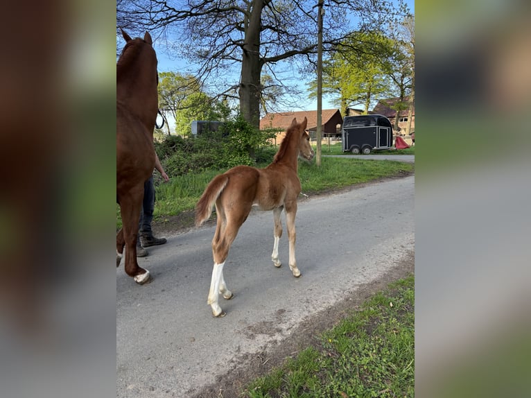 Westphalian Stallion  16,1 hh Chestnut-Red in Olfen