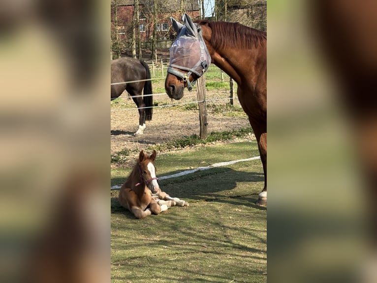 Westphalian Stallion  16,1 hh Chestnut-Red in Olfen