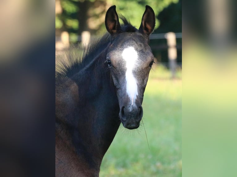 Westphalian Stallion Foal (05/2025) 16,1 hh Grey in Ennigerloh
