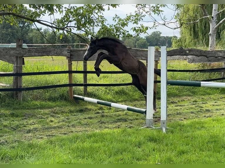 Westphalian Stallion Foal (05/2025) 16,1 hh Grey in Ennigerloh