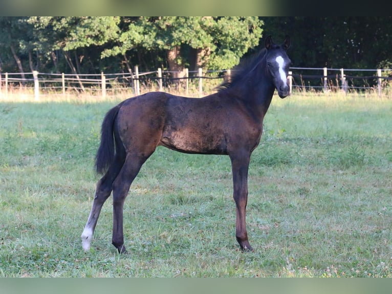 Westphalian Stallion Foal (05/2025) 16,1 hh Grey in Ennigerloh