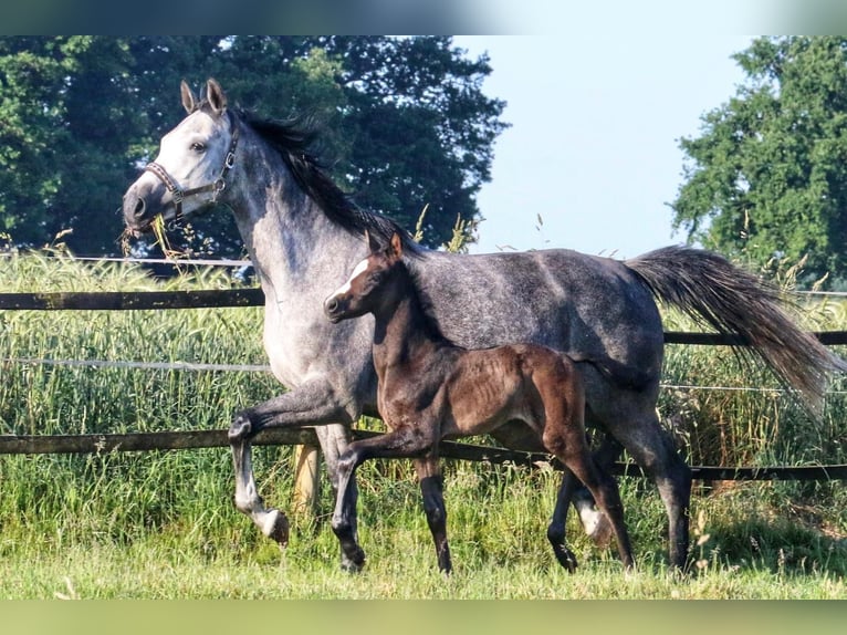 Westphalian Stallion Foal (05/2025) 16,1 hh Grey in Ennigerloh