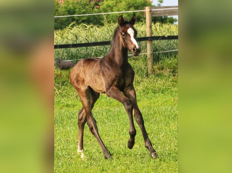 Westphalian Stallion Foal (05/2025) 16,1 hh Grey in Ennigerloh