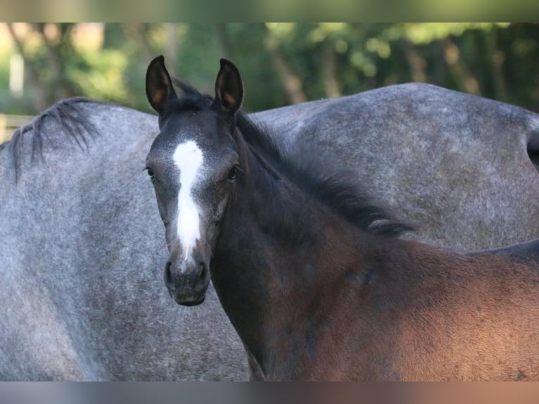 Westphalian Stallion Foal (05/2025) 16,1 hh Grey in Ennigerloh