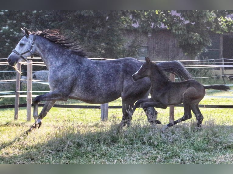 Westphalian Stallion Foal (05/2025) 16,1 hh Grey in Ennigerloh