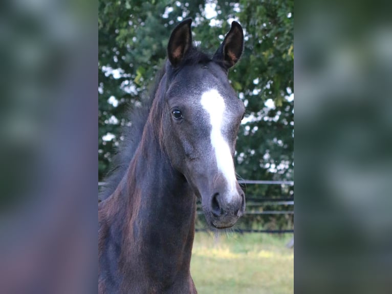 Westphalian Stallion Foal (05/2025) 16,1 hh Grey in Ennigerloh