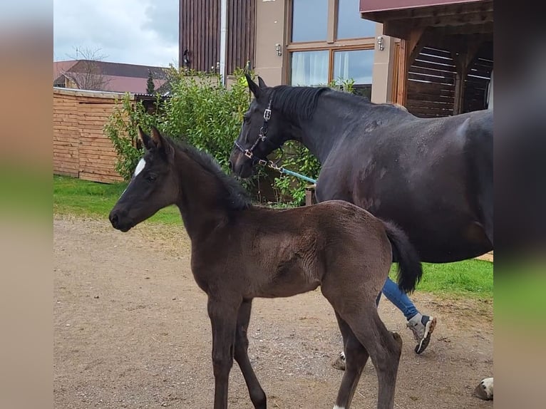 Westphalian Stallion  16,1 hh Smoky-Black in Mindelheim