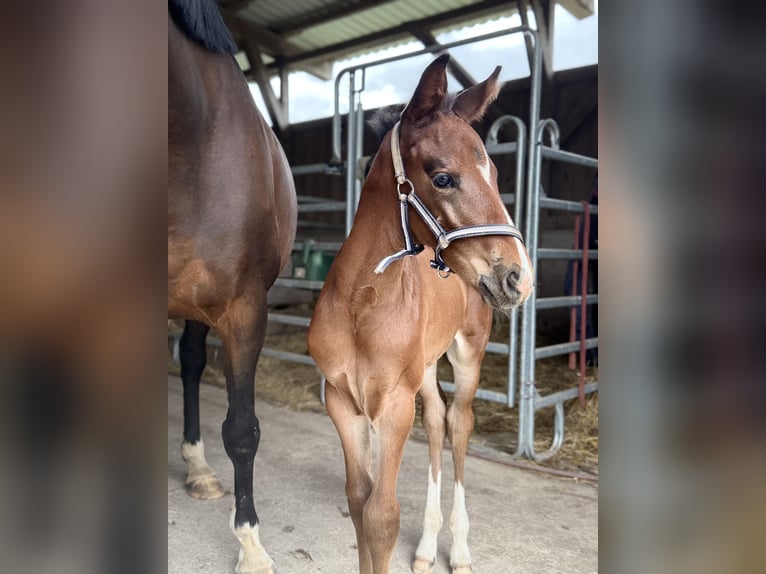 Westphalian Stallion  16,2 hh Bay-Dark in Beverungen