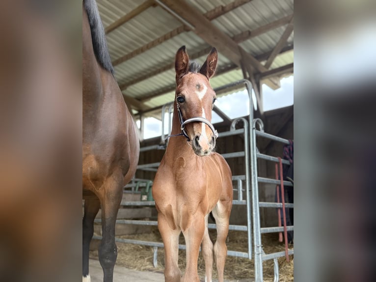 Westphalian Stallion  16,2 hh Bay-Dark in Beverungen
