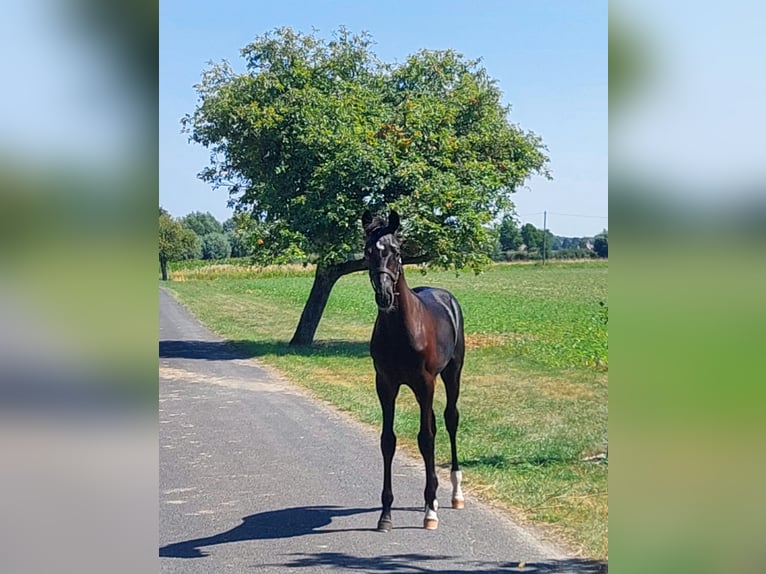 Westphalian Stallion Foal (04/2025) 16,2 hh Black in Warendorf