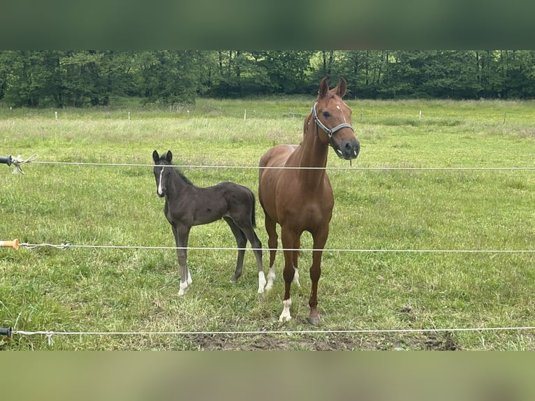 Westphalian Stallion Foal (04/2025) 16,2 hh Black in Wipperf&#xFC;rthWipperf&#xFC;rth