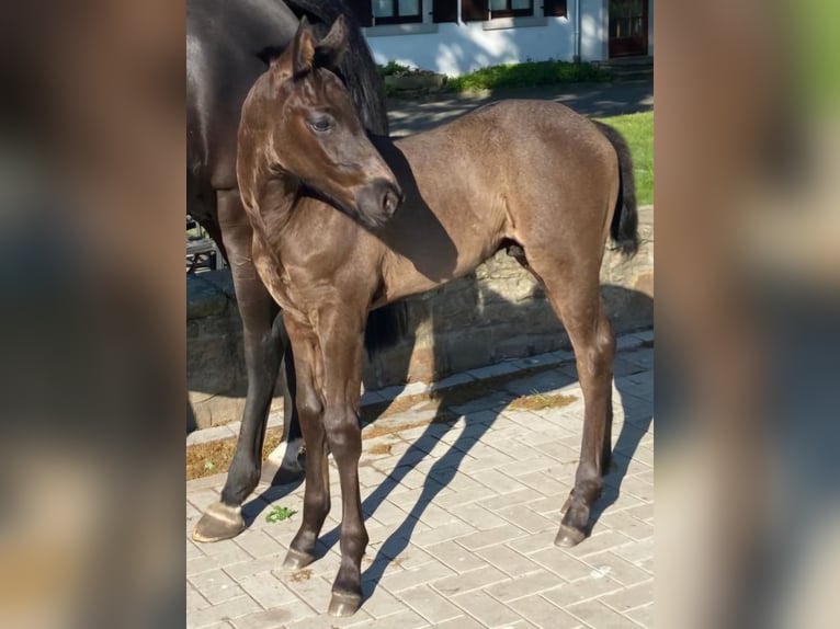 Westphalian Stallion  16,2 hh Black in Hopsten