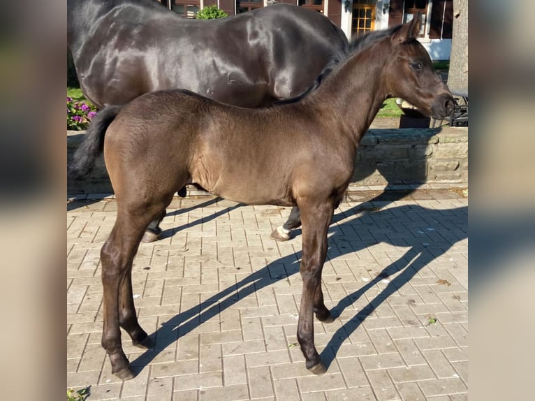 Westphalian Stallion  16,2 hh Black in Hopsten