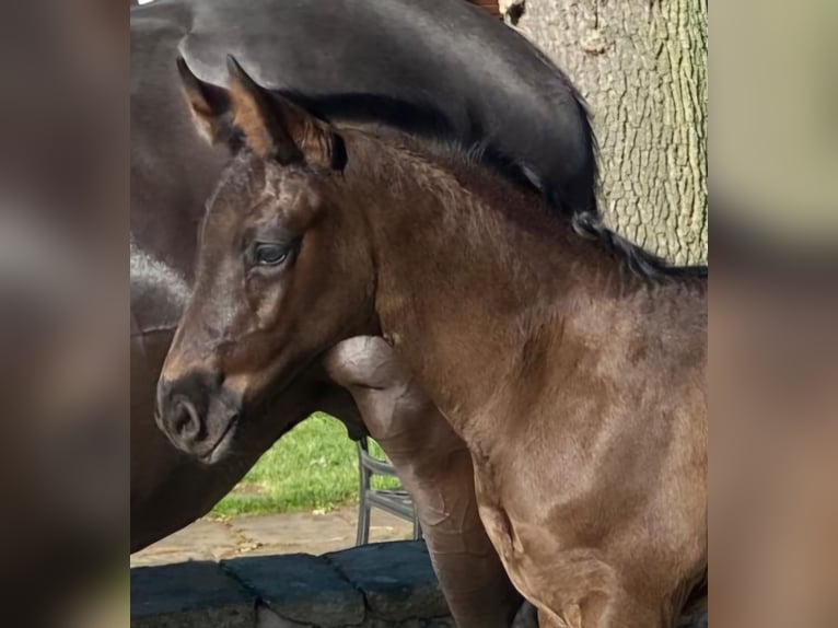 Westphalian Stallion  16,2 hh Black in Hopsten