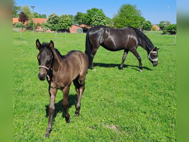 Westphalian Stallion  16,2 hh Black in Hopsten