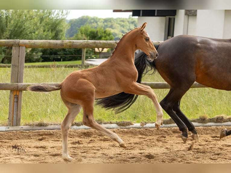 Westphalian Stallion Foal (06/2025) 16,2 hh Brown in Boppard
