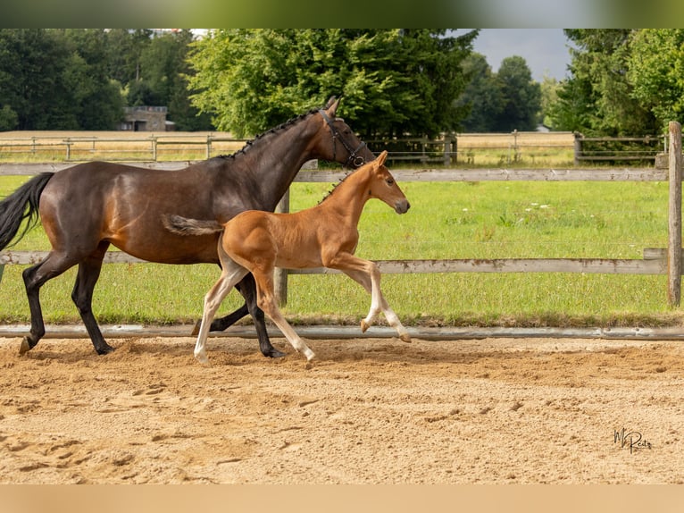 Westphalian Stallion Foal (06/2025) 16,2 hh Brown in Boppard