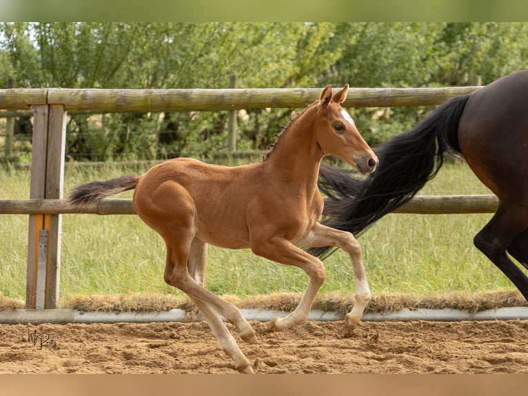 Westphalian Stallion Foal (06/2025) 16,2 hh Brown in Boppard