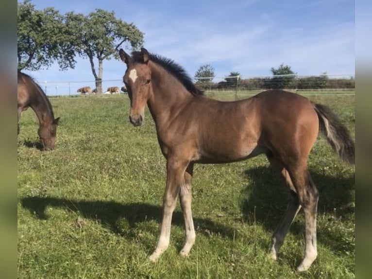 Westphalian Stallion Foal (06/2025) 16,2 hh Brown in Boppard