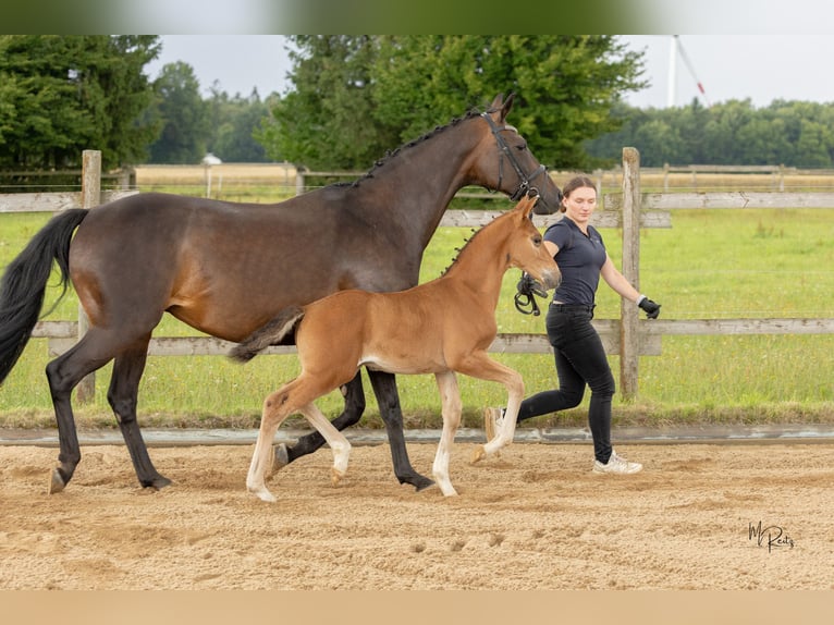 Westphalian Stallion Foal (06/2025) 16,2 hh Brown in Boppard