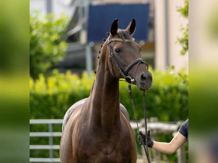 Westphalian Stallion Foal (06/2025) 16,2 hh Brown in Boppard