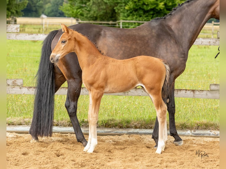 Westphalian Stallion Foal (06/2025) 16,2 hh Brown in Boppard