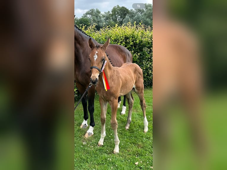 Westphalian Stallion  16,2 hh Brown in Kalletal