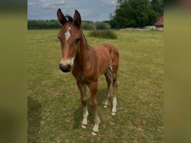 Westphalian Stallion  16,2 hh Brown in Kalletal