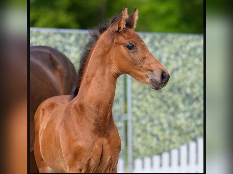 Westphalian Stallion  16,2 hh Brown in Lienen