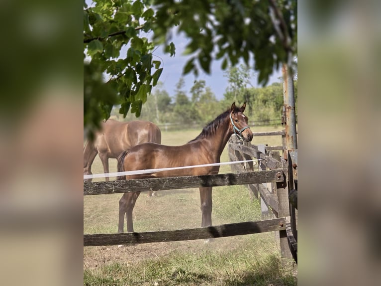 Westphalian Stallion Foal (04/2025) 16,2 hh Brown in D&#xFC;lmenD&#xFC;lmen