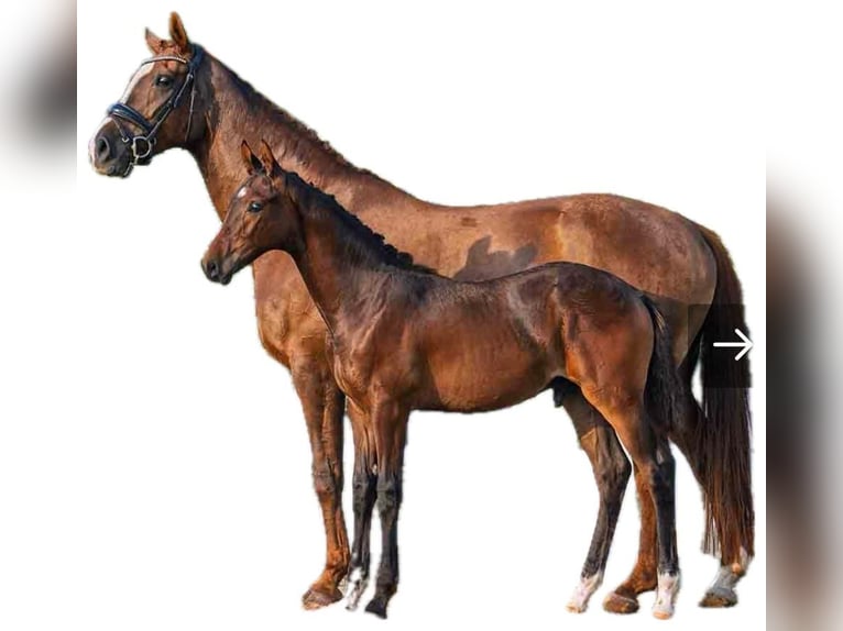 Westphalian Stallion Foal (04/2025) 16,2 hh Brown in D&#xFC;lmenD&#xFC;lmen