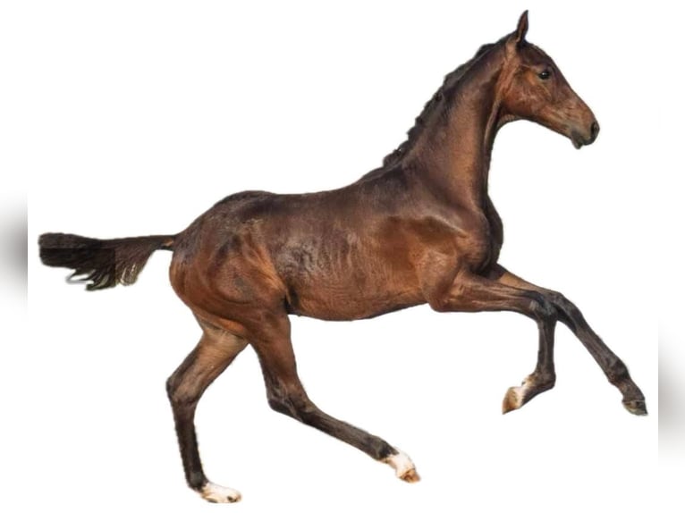 Westphalian Stallion Foal (04/2025) 16,2 hh Brown in D&#xFC;lmenD&#xFC;lmen