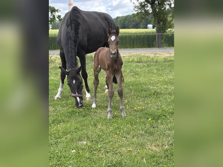 Westphalian Stallion  16,2 hh Brown in Warendorf